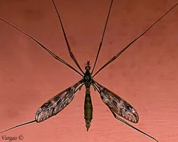 Zancudon