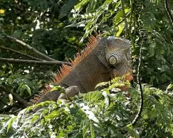 Iguana Verde macho - Green Iguana - male