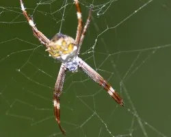 Arania Tica
