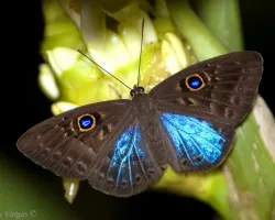 Azul - Azul