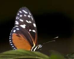 Mariposa Inbio