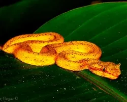 Botriechis scleguelii - Eye-lashed Viper