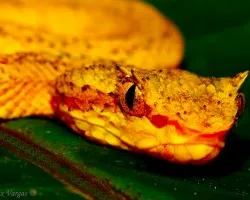 Botriechis scleguelii - Eye-lashed Viper - close up!