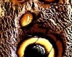 ojos
