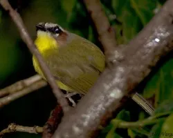 Rufous-capped Warbler - Basileuterus rufifrons