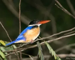 Black-capped Kingfisher