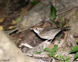 Striped Tit Babbler 1