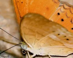Mariposa Ban Maka 1