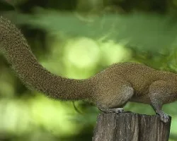 Beautiful Squirrel