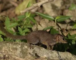 Pygmy Shrew 1