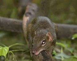 Pygmy Shrew 2