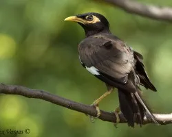 Common Myna