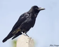 Large-billed Crow