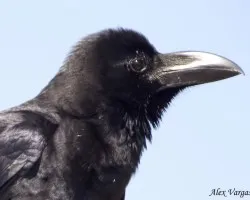 Large-billed Crow - retrato