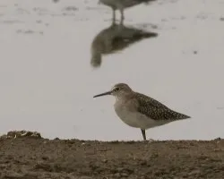 Wood Sandpiper