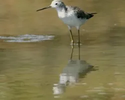 Common Greenshank