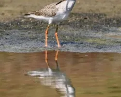 Spotted Redshank