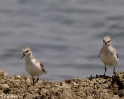 Little Stint