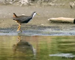 White-breasted Water-Hen