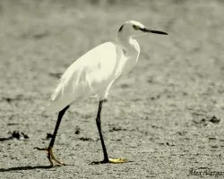 Little Egret
