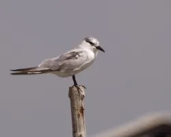 Whiskered Tern