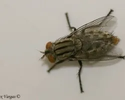 Mosca Thai