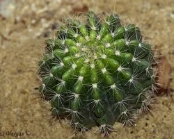 Cactus Marriot 1