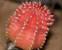 Cactus Marriot 2