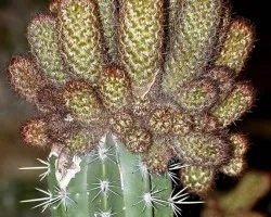 Cactus Marriot 3