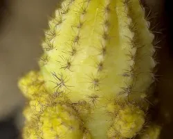 Cactus Marriot 4
