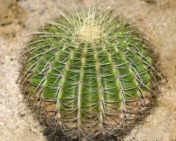 Cactus Marriot 5