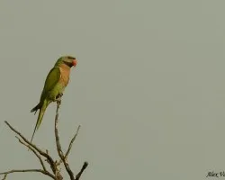 Red-breasted Parakeet largo