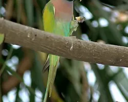 Red-breasted Parakeet cerca