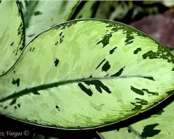 Una Hoja