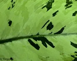 Una Hoja en Detalle