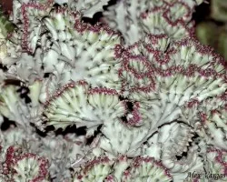 Cactus del Misterio