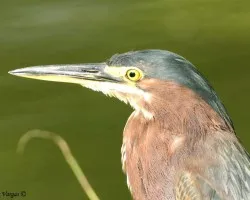Green Heron Portrait