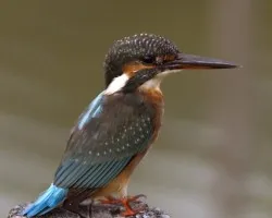 Common Kingfisher 1