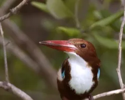 White-throated Kingfisher