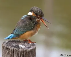 Common Kingfisher hablando