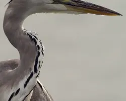 Grey Heron - portrait
