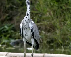 Grey Heron - full body