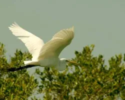Garza Blanca Grande