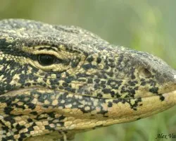 Water Monitor Gigante