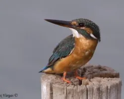 Common Kingfisher de frente