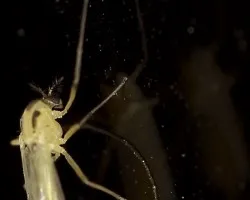 Zancudo Amarillo