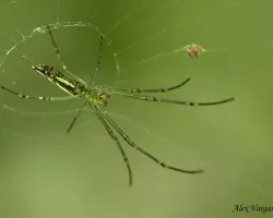 Patas Largas