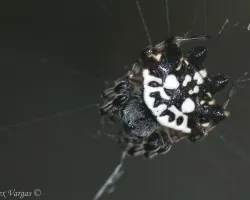 Diminuta Panadera
