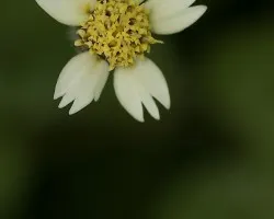 Florcilla