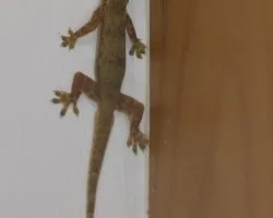 Gekko Casero